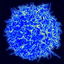 Scanning electron micro graph of a healthy human T cell