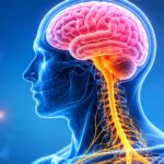 Motor Neuron System