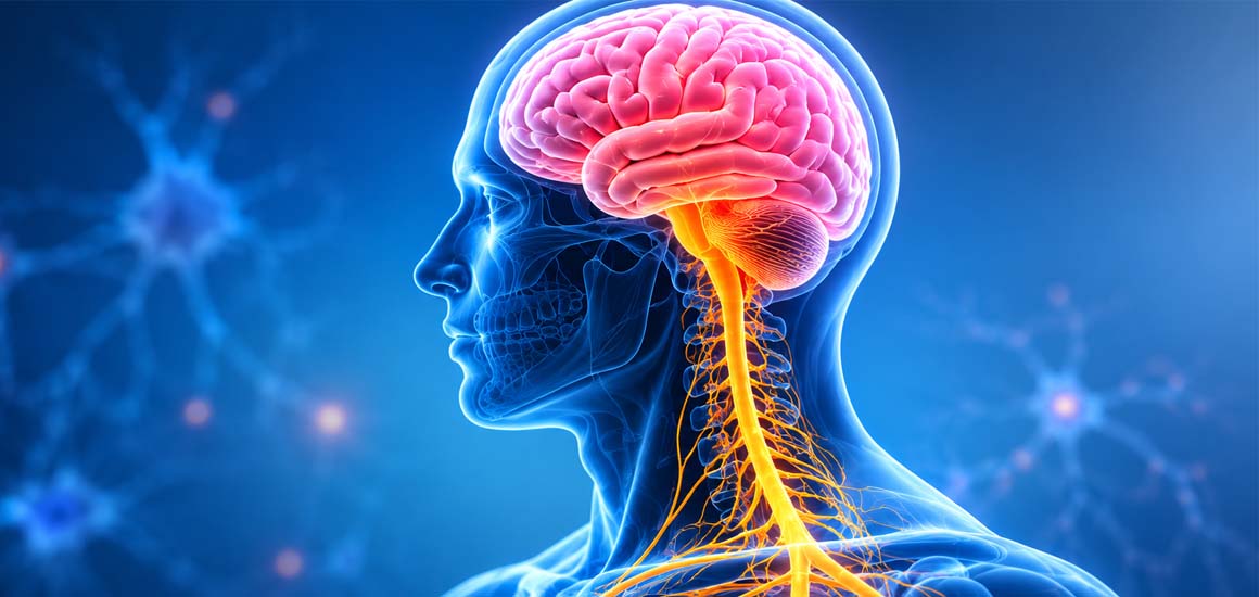 Motor Neuron System